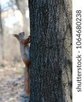 squirrel on a tree