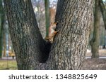Squirrel on the tree