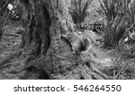 squirrel  on tree