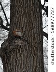 Squirrel on the tree