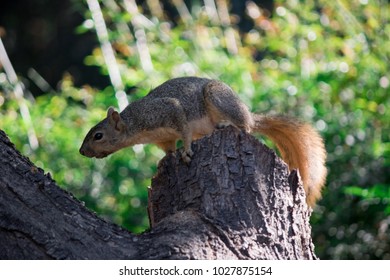 Squirrel on a tree