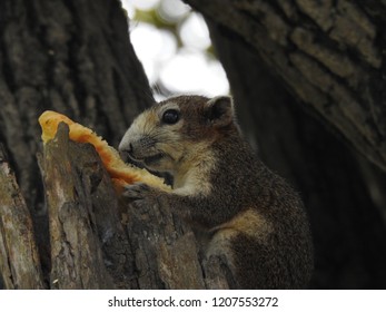 Squirrel on the tree