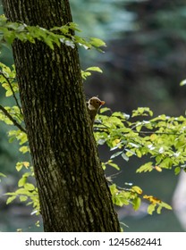 Squirrel on a tree