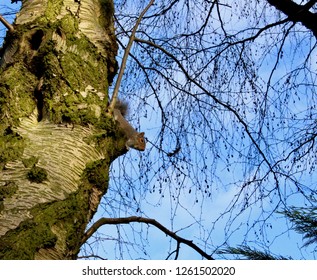 A squirrel on a tree