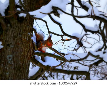 squirrel on tree