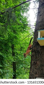 Squirrel on a tree