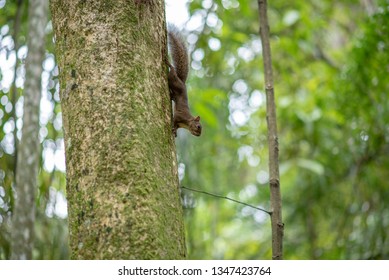 Squirrel on a tree.