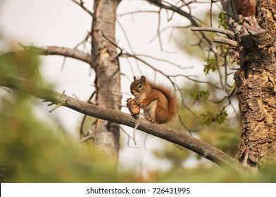 Squirrel On A Tree 