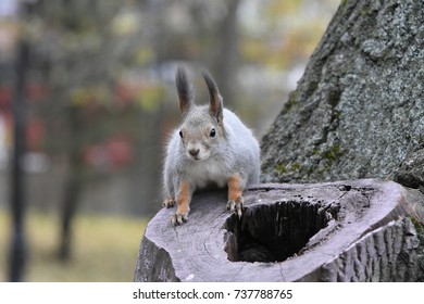 Squirrel on the tree