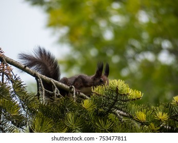 Squirrel on the tree.