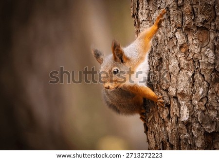A squirrel on a tree