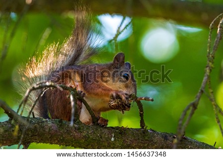 Similar – Image, Stock Photo Eating squirrel in a tree