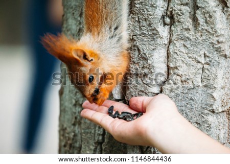 the squirrel on the tree is fed from the hand, the squirrel eats from the hand squirrel on a branch of a tree with green foliage