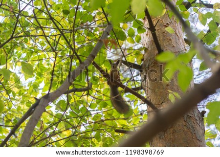 Similar – Image, Stock Photo Playing cats Climbing