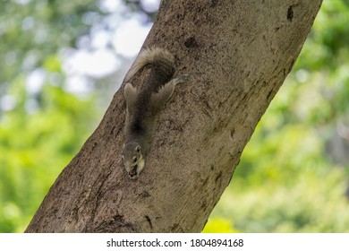 Squirrel on the tree in the garden. Eastern gray squirrel (Sciurus carolinensis)