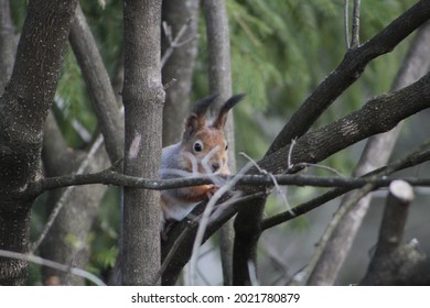 Squirrel on the tree. High quality photo, Selective focus