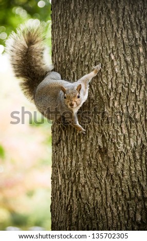 Squirrel on a tree looking at the camera
