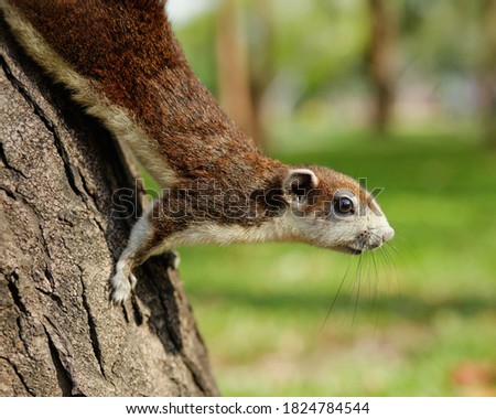Squirrel on a tree in a public park Stock photo © 