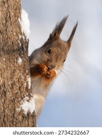 squirrel on a tree, Sciurus vulgaris in winter