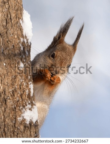 squirrel on a tree, Sciurus vulgaris in winter