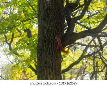 Squirrel on a tree on a sunny autumn day