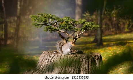 Squirrel on a tree trunk