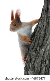 42,172 Squirrel white background Stock Photos, Images & Photography ...