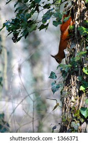 squirrel on trunk