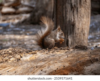 A squirrel on the trunk