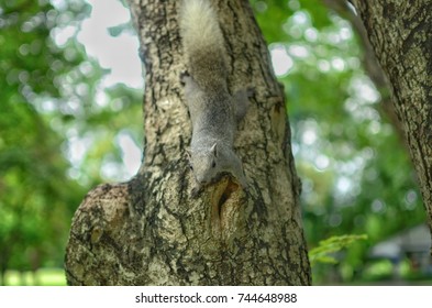 Squirrel on trunk
