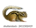 squirrel on a white background