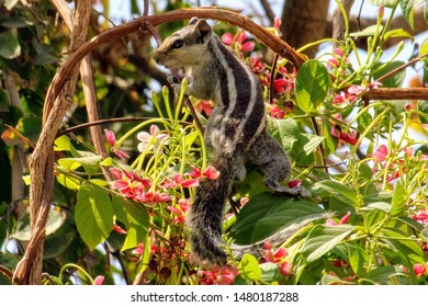 squirrel over the trees... looking beautiful