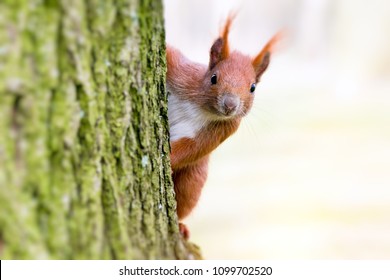 squirrel in parck