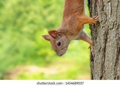 Squirrel In Parck Extreme Closeup Portrait With Copy Space