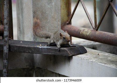 Squirrel in a park