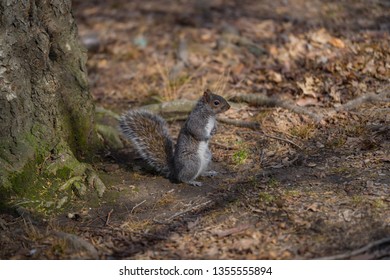 Squirrel in the park 