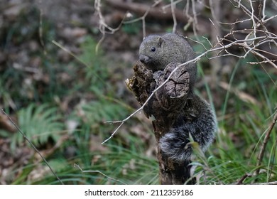 squirrel is in the park