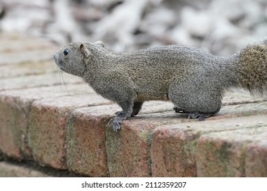 squirrel is in the park