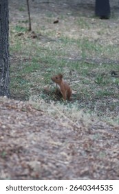The squirrel in the park