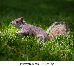 squirrel in the park 