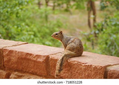 A squirrel in the park