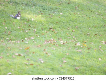 squirrel in a park