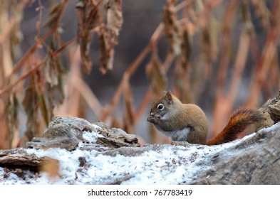 Squirrel in a park