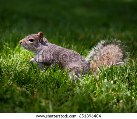 squirrel in the park 
