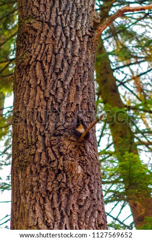 Squirrel in park closeup on background of summer woods.