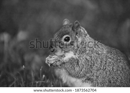 Similar – Image, Stock Photo Omnomnoma Animal