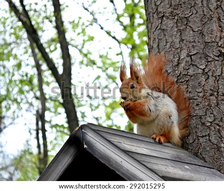 Similar – Image, Stock Photo A  squirrel staring into the camera with a nut in its mouth
