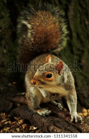 Similar – curious gray squirrel looking at camera