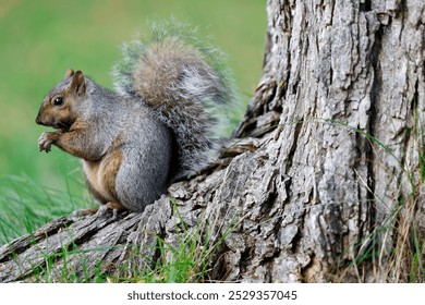 Squirrel in the park. squirrel on a tree in the forest.
