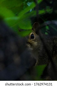 A squirrel peaking through the woods
